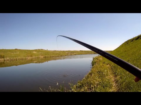 Видео: 20 мая 2024. Поимка крупного карася вприглядку. Рыбалка на боковой кивок.