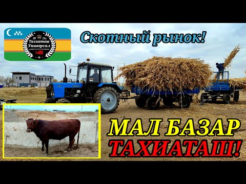 Видео: 12.09.25ж.МАЛ БАЗАР - СКОТНЫЙ РЫНОК - LIVESTOK MARKET #тахиаташ#каракалпакистан#бахалары#цены#бука