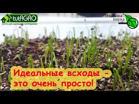 Видео: ИДЕАЛЬНАЯ ПРИСЫПКА... ДЛЯ СЕМЯН! С этой присыпкой не будет мух, грибков и черной ножки! Всходы класс