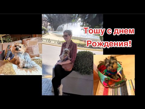Видео: Тошку оболванили на день рождения . Тоше девять лет исполнилось #жизньвфинляндии#собака 