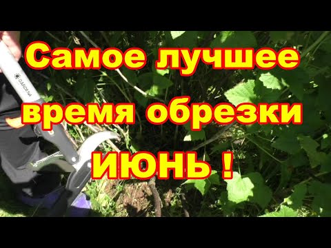 Видео: В июне обрезаем смородину,плодовые деревья и не только их