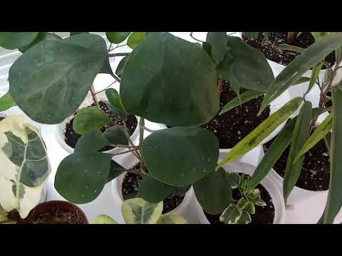 Видео: Комнатные Растения. Коллекция Фикусов. Разрослись за Лето. 12 августа