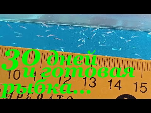 Видео: Мальки данио глофиш Выращивание малька данио за 30 дней Развитие малька