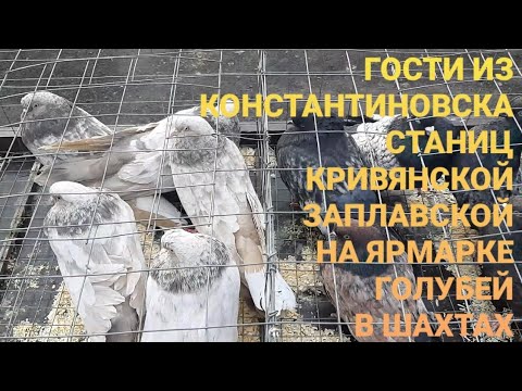 Видео: Ярмарка голубей  Шахты. Гости из Константиновска, станиц  Кривянской и Заплавской на ярмарке. Pigeon