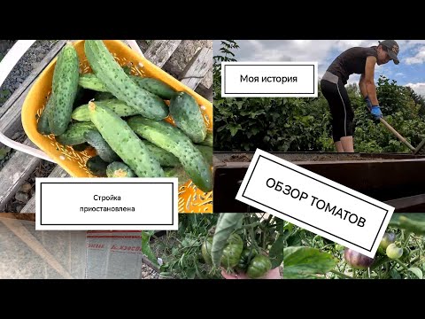 Видео: Купили заброшенную дачу/🍅Обзор томатов/ Расскажу о себе/ 🏠Стройка приостановлена 