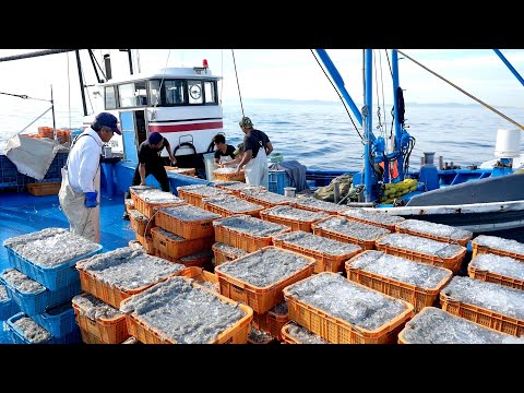 Видео: Рыбалка SHIRASU KISHIWADA, которая приносит 10 миллионов иен в день, потрясающая.