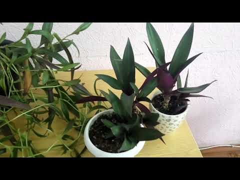 Видео: СЕТКРЕАЗИЯ и РЭО кто есть кто