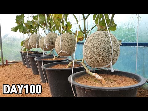 Видео: Урожай дыни 2021