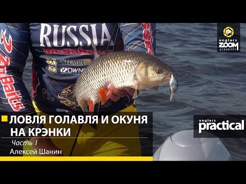 Видео: Алексей Шанин. Ловля голавля и окуня на крэнки. 1 часть. Anglers Practical