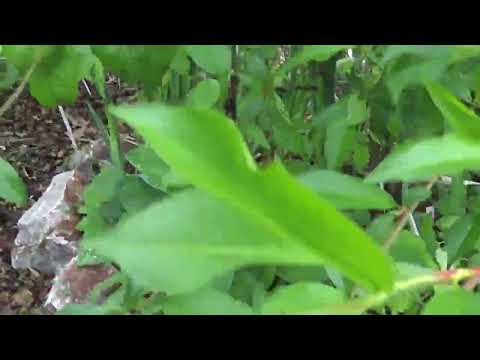 Видео: абрикосы в сибири 3 июня снег и град зона рискованного земледелия