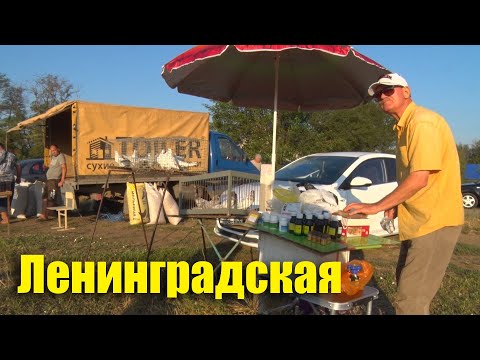 Видео: Птичий рынок. Ленинградская. [10.08.2025]