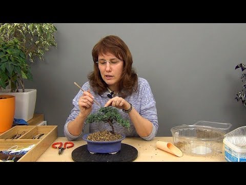 Видео: Бонсай из можжевельника (ч.2).