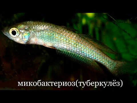 Видео: Микобактериоз туберкулёз