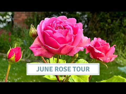 Видео: Тур по садовым розам в английском коттеджном саду, розы Дэвида Остина, лучшие садовые розы // Кот...