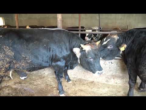Видео: 102 КҮНДЕГІ НӘТИЖЕ БҰҚА БОРДАҚЫЛАУ