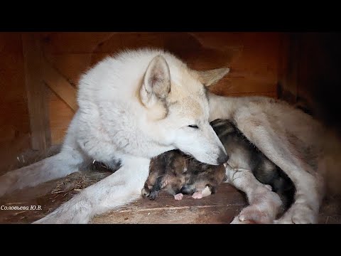 Видео: Три щенка на третье октября