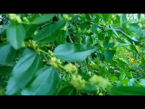Видео: КОГДА И КАК ЦВЕТЕТ УНАБИ(ЗИЗИФУС)