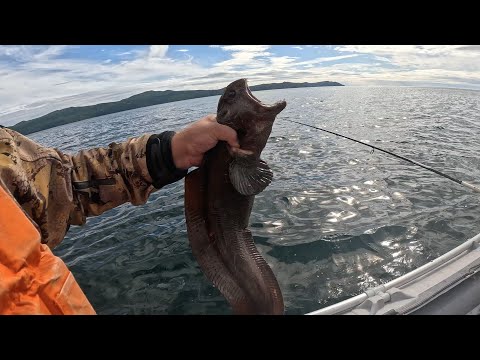 Видео: Поймал зубатку . Часть3.Рыбалка на Охотском море 10.08.2025 - 16.08.2025 