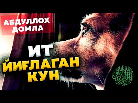 Видео: Абдуллоҳ домла - Ит йиғлаган кун | Abdulloh domla - It yig'lagan kun