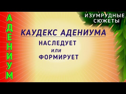 Видео: Адениум. Формирование Каудекса Адениума. Наследует Или Формирует. Низкая /Высокая Обрезка Каудекса..