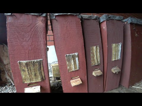 Видео: Ловушка для пчёл на узко высокую рамку. Как укомплектовываю я. Что внутри, как внутри.