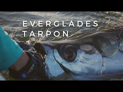 Видео: БЕЗУМНАЯ рыбалка на тарпона с папой