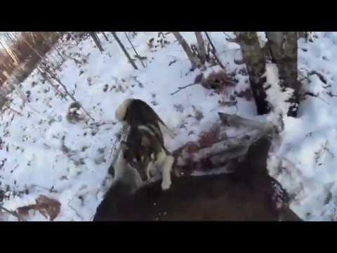 Видео: Охота на лося с лайкой
