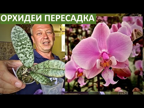 Видео: ОРХИДЕИ Шиллериана и Стюартиана | потрошим и стимулируем корни орхидеи | пересадка орхидей