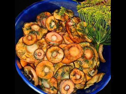 Видео: Засолка рыжиков