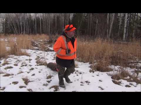 Видео: Канадские отшельники. Часть 106. Охота на белохвостого оленя 2017.