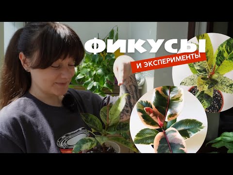 Видео: Фикус: уход, содержание, как поливать, сколько света нужно, и прочие важные вопросы