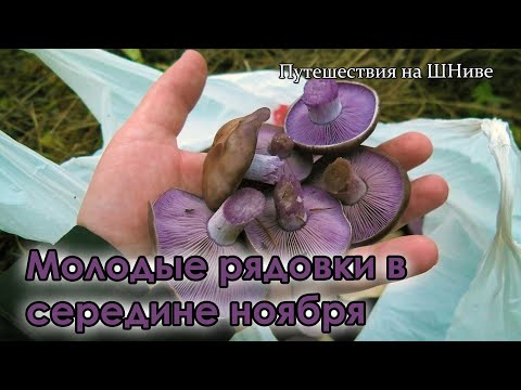 Видео: Говорушки, опята, вёшенки и молодые рядовки. 16 ноября Шаховской район.