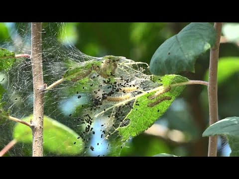 Видео: Американская белая бабочка – с опасным вредителем борются в Пинском регионе