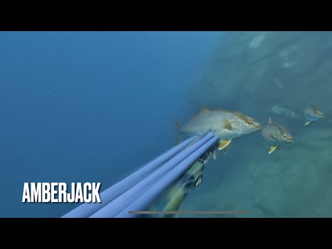 Видео: Подводная охота на канарских островах  🇮🇨 Осень 2024 #spearfishing  #tenerife