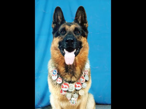 Видео: Питомник служебного собаководства КАНТОР Гостиница для собак Полтава