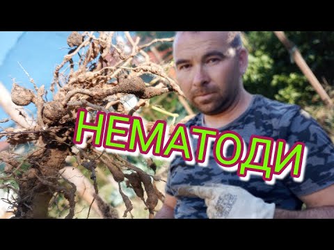 Видео: НЕМАТОДИ в градината! Как ще се отървем?