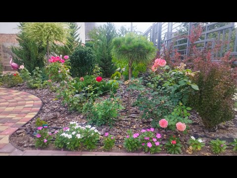 Видео: Самые стойкие кусты роз в моём саду удивят вас!