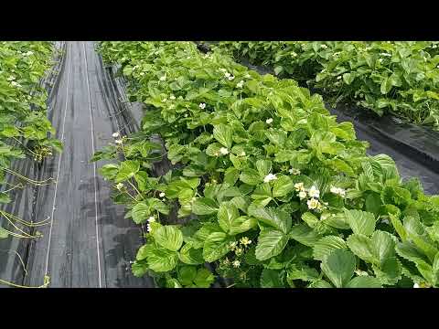 Видео: Подкормка клубники во время цветения. Саженцы.