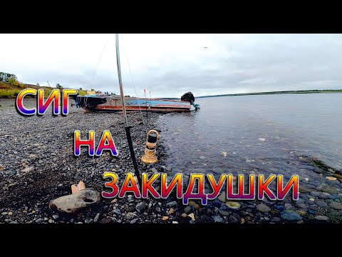 Видео: Рыбалка на Енисее. Сиг на закидушки!
