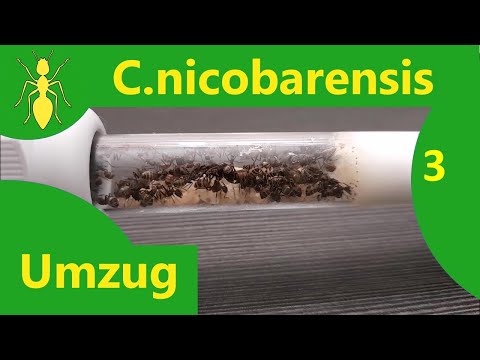 Видео: Camponotus nicobarensis 3 - муравьи переходят в новое гнездо