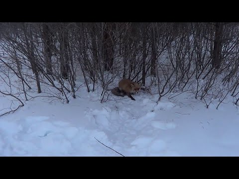 Видео: Охота на Лису капканами. Сезон 22/23г.