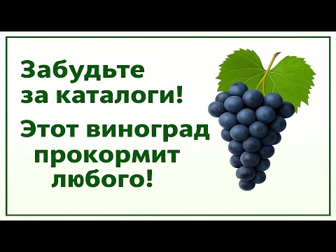 Видео: 🍇 Виноград Кибрайский! Пока все ИЩУТ НОВИНКИ, я СОБИРАЮ КИЛОГРАММЫ с проверенного ветерана!