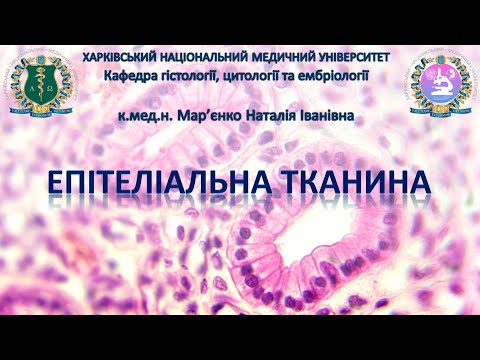 Видео: Епітеліальна тканина. Гістологія