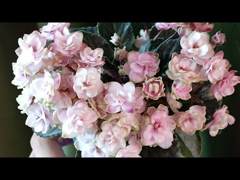 Видео: Фиалки мини обзор сортов🤗✨