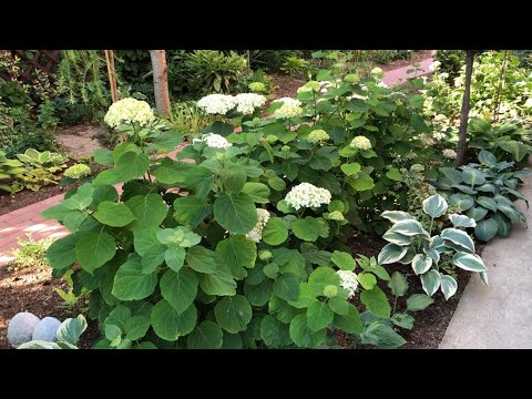 Видео: ОБЗОР ХОСТ В МОЁМ САДУ. 🌿 8 июня 2024.