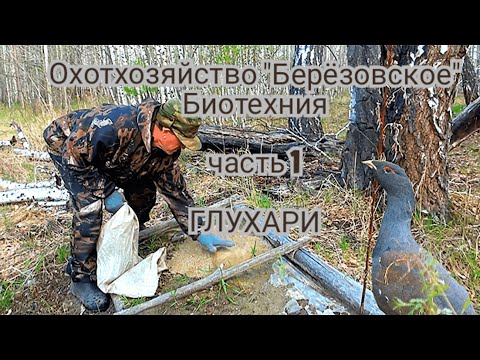 Видео: Глухаринный ток.Биотехния в охот хозяйстве.