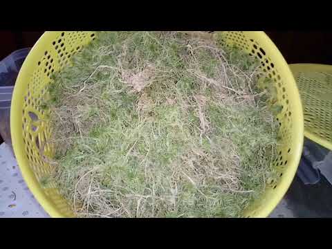 Видео: Мох Сфагнум для Орхидей | Реанимация Орхидей во Мхе