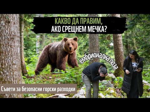 Видео: Какво трябва и НЕ трябва да правим, ако срещнем мечка? 🐻