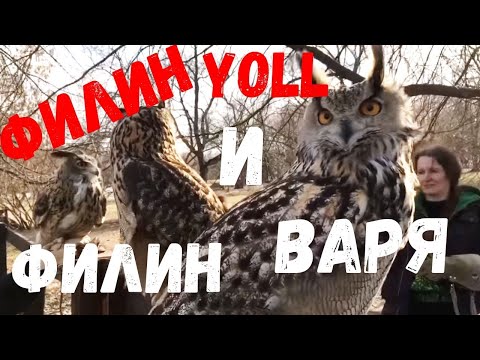 Видео: Филин Yoll приехала в гости к филину Варе.