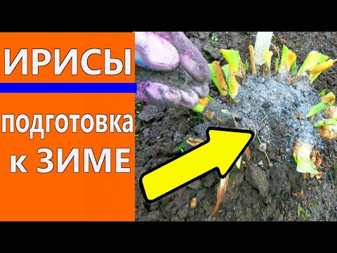 Видео: Ирис бородатый. Подготовка к зиме: обрезка ирисов,обработка от болезней и вредителей,укрытие.